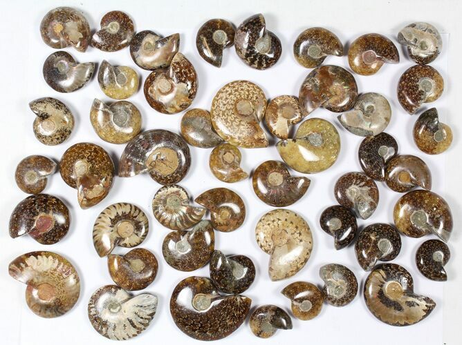 Lot: KG Madagascar Polished Ammonites (-) - Pieces #79348